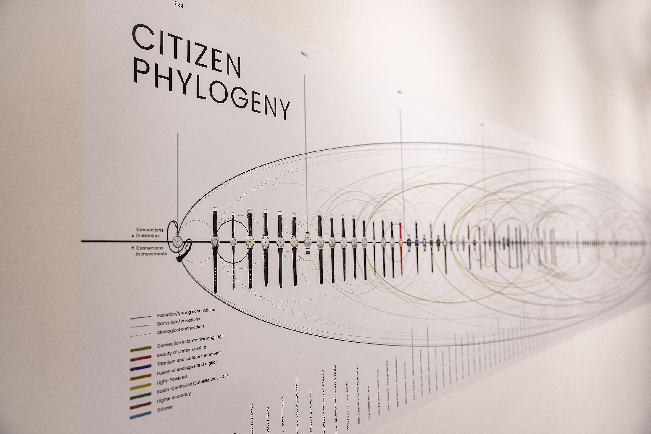 A chart of citizen phylogeny, on a white wall