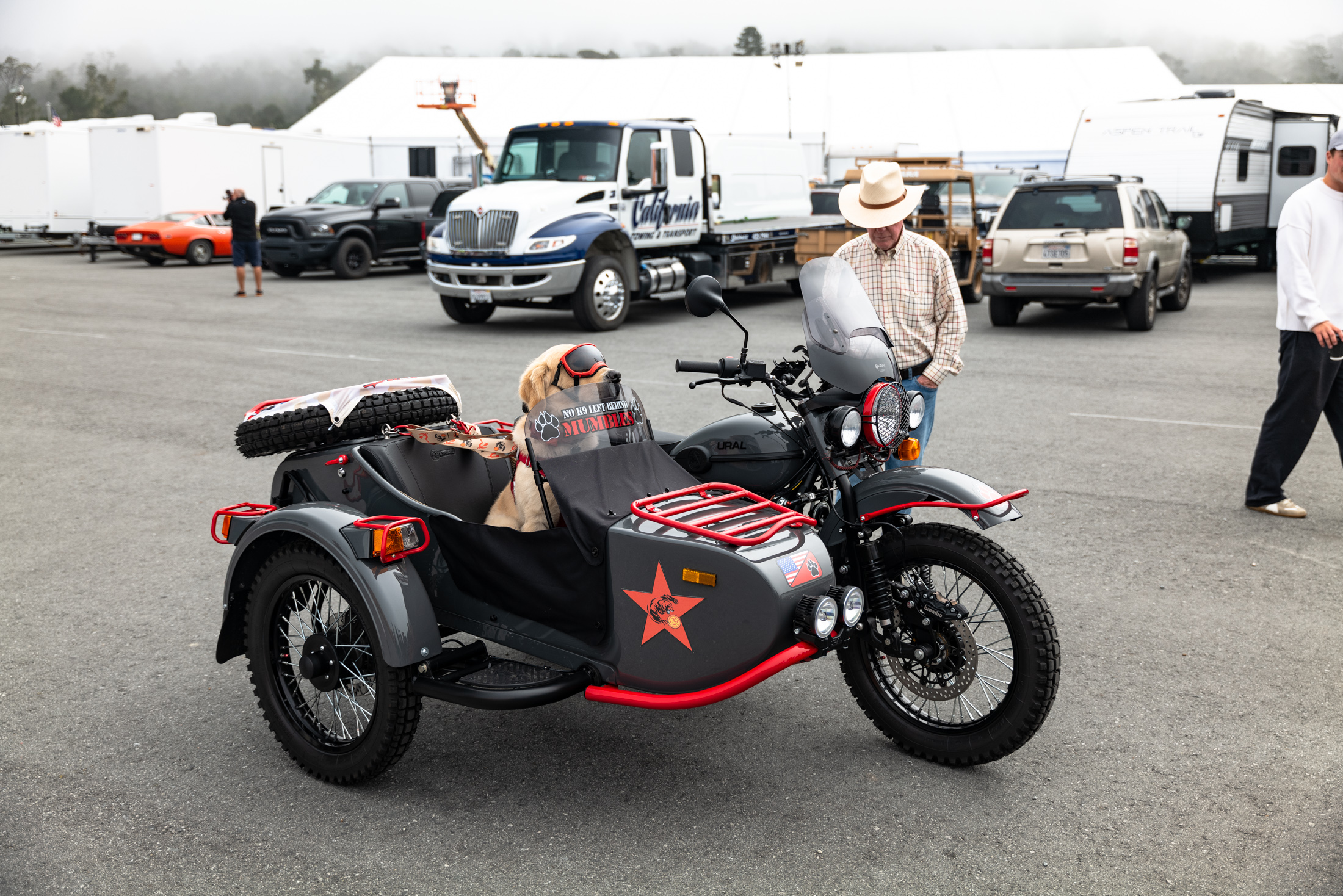 a dog in a motorcycle